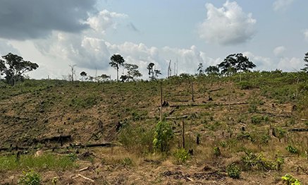 A Folefac farm field